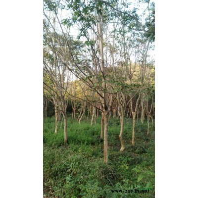 截桿發帽欒樹4-8公分供應，江西九江供應截桿發帽3-4年欒樹，基地一手貨源供應截桿發帽欒樹價格優惠。