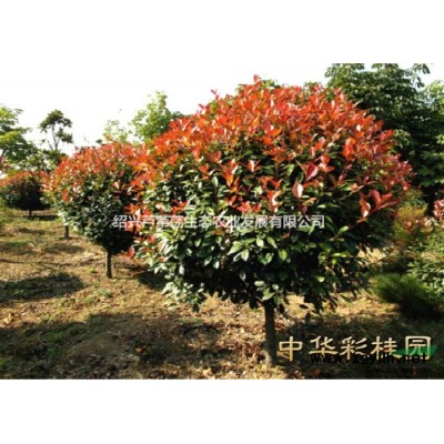 彩桂園白皮松