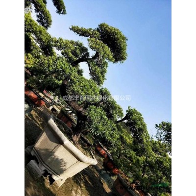 大小規格國槐9基地