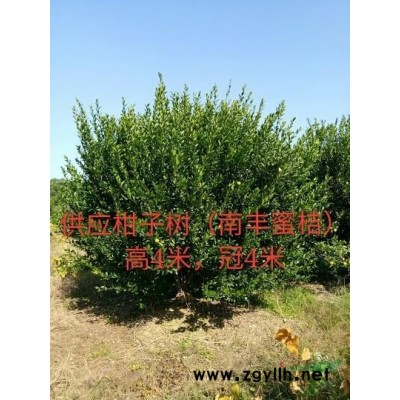 國(guó)槐:30公分