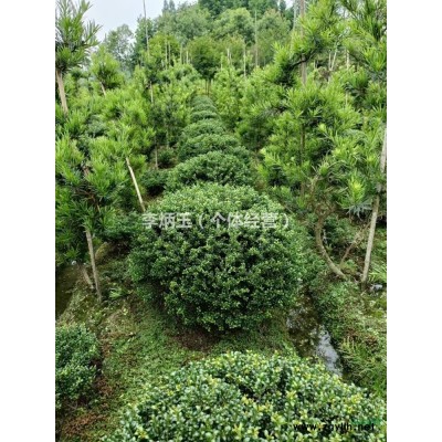 30公分國(guó)槐價(jià)格.大量出售30-50公分大國(guó)槐批發(fā).成都國(guó)槐