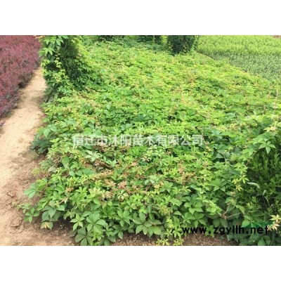 大量供應白皮松 白皮松基地