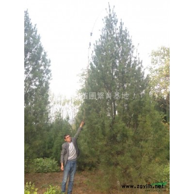 北欒樹價(jià)格，8公分，10公分北欒樹分別價(jià)格