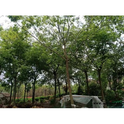 本基地有很多的 12公分路數(shù)批發(fā) 12公分黃山欒樹批發(fā)價(jià)格便