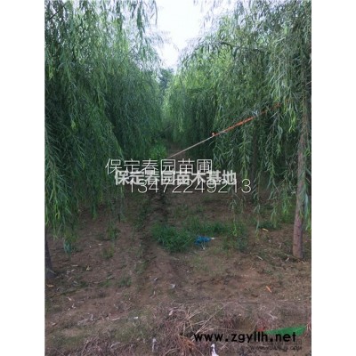 河北刺槐，河北金葉榆，河北金枝槐，河北國槐