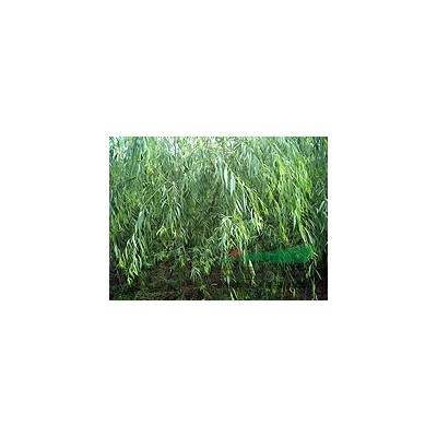 江西國槐*新報價/國槐圖片