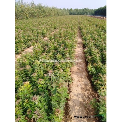 欒樹價格/北欒價格/5公分北欒價格/8公分北欒價格/10公分北欒價格