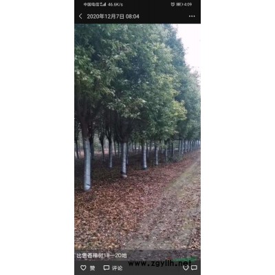 國槐