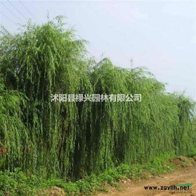 2019國槐*新價(jià)格 國槐報(bào)價(jià)表 國槐多少錢 國槐種子
