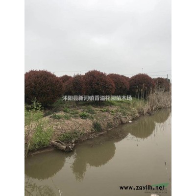 供應(yīng)國(guó)槐