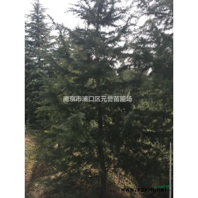 國槐，國槐價格，國槐基地，1-5公分大葉女貞，香樟