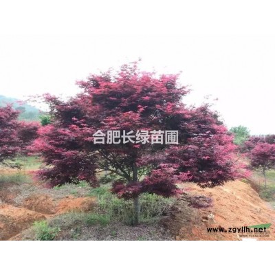 供應紅櫸，榔榆，樸樹，黃連木，重陽木，馬褂木，銀杏，國槐
