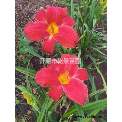 國槐，金葉國槐