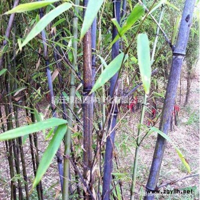 國槐價格_國槐圖片_國槐產地_國槐綠化苗木苗圃基地