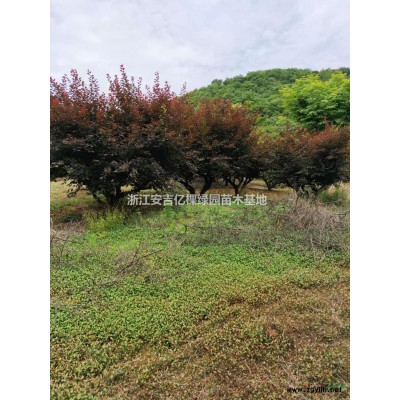 黃山欒樹 12-20公分