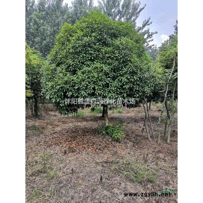 國槐基地  國槐圖片 國槐多少錢