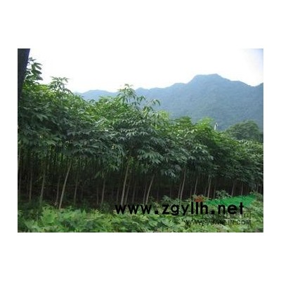 黃連木價格，國槐小苗價格，七葉樹價格信息參考