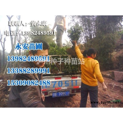 基地批發瀘州小葉榕苗遵大葉榕苗黃桷樹小苗棗樹義國槐苗皂角苗