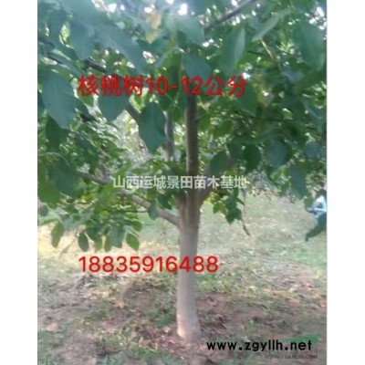2米白皮松，冠幅1.5米白皮松價格多少錢一棵