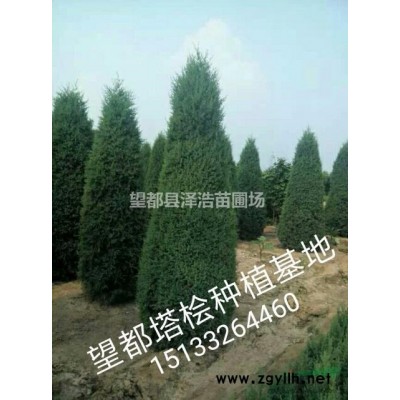 國槐河北國槐價格國槐生產廠家國槐報價表3～12公分國槐價格表
