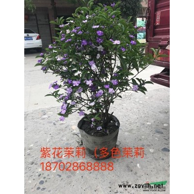 大規格國槐/優質精品國槐大樹/園林工程國槐樹