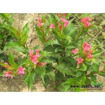國槐基地主打5-12公分國槐，刺槐,香花槐