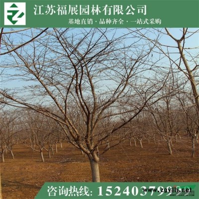 欒樹4行情報價\欒樹4圖片展示