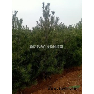 洛陽(yáng)貨源2米到5.5米白皮松