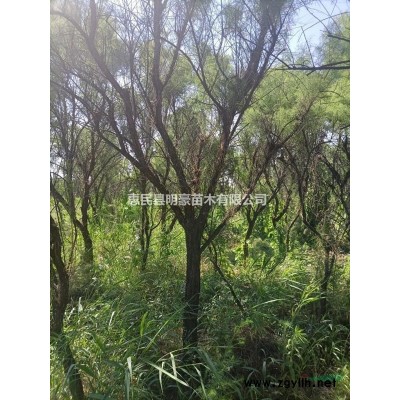 山東供應(yīng)大量規(guī)格*金枝國槐