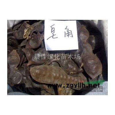 欒樹報價/江蘇欒樹報價