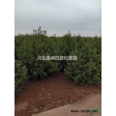 石家莊出售四米優(yōu)質(zhì)白皮松