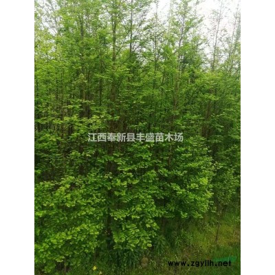 無患子小苗、欒樹小苗、櫸樹小苗、樸樹小苗、紅豆杉小苗、