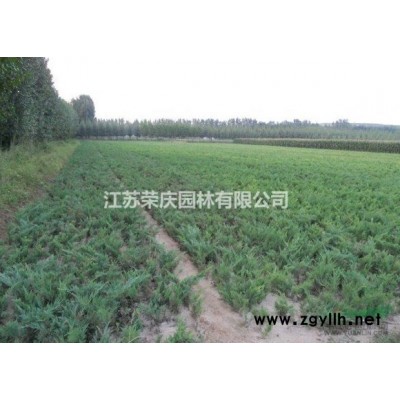 江蘇常年供應規格4公分~12公分金枝國槐 金枝國槐價格