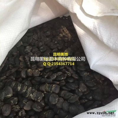 國槐種子當年新種顆粒飽滿黑亮優良度95%