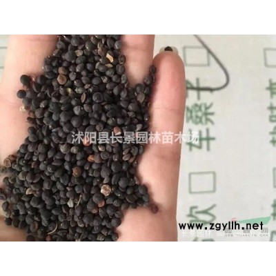 國(guó)槐種子市場(chǎng)多少錢一斤？