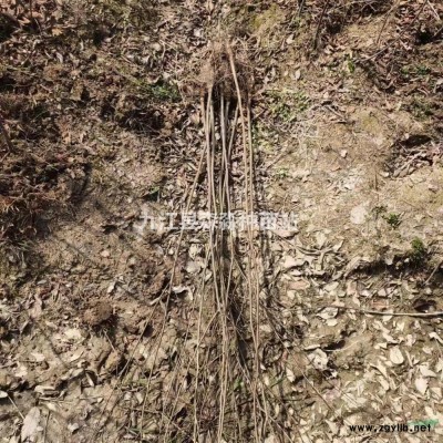 綠化工程苗欒樹 黃山欒樹基地 欒樹小苗批發(fā)價格 先淼