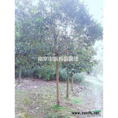 南京地區(qū)供應(yīng)4米白皮松