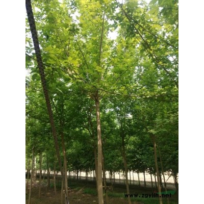 河北8公分國槐