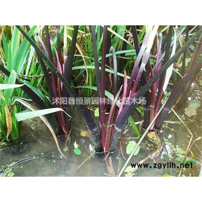 供應 國槐_國槐價格_國槐基地