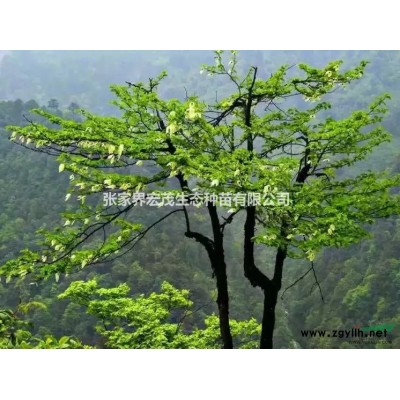 國槐種供應(yīng)張家界地區(qū)豆科類植物、宏茂生態(tài)種苗有限公司