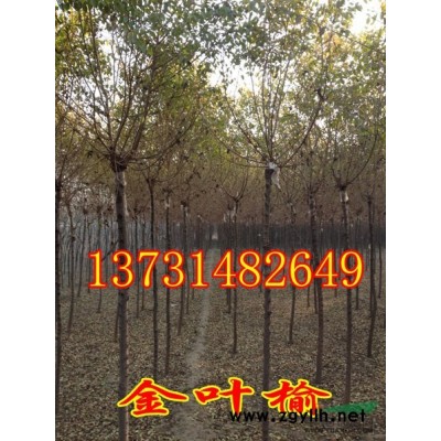 供應(yīng)4公分國槐-供應(yīng)5公分國槐-供應(yīng)6公分國槐-國槐價格
