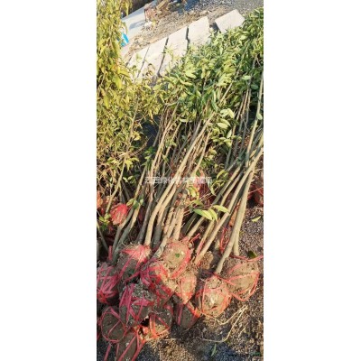 江西[產品]/江西欒樹2價格/報價
