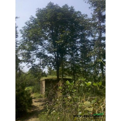 白皮松8報價/山東白皮松8報價