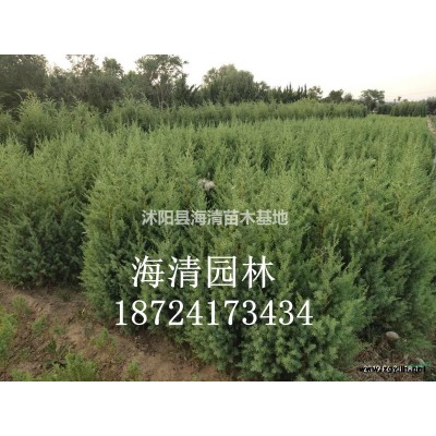 今年欒樹多少錢一棵地徑6公分欒樹
