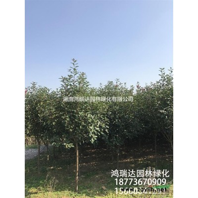 江蘇地區大量處理800棵6-7公分移植欒樹