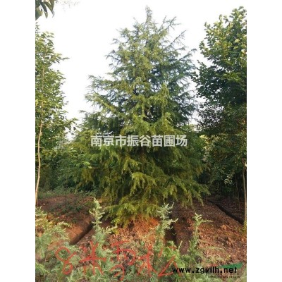 南京地區(qū)供應(yīng)10一20公分欒樹