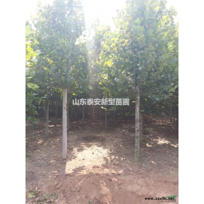 供應5~8公分速生國槐