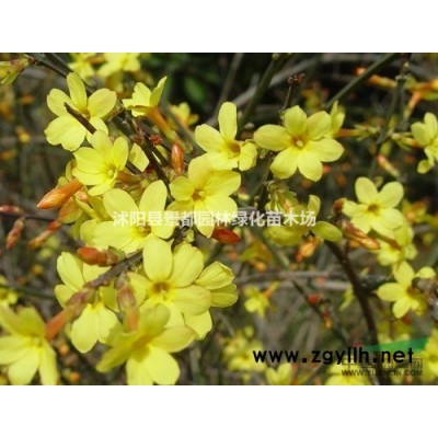 碧桃，紫薇，櫻花，紅葉李，欒樹，龍柏，玉蘭，海棠，月季，垂柳
