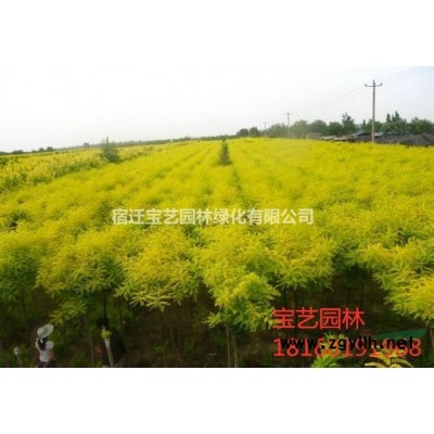 江蘇常年供應規格2米~6米雪松