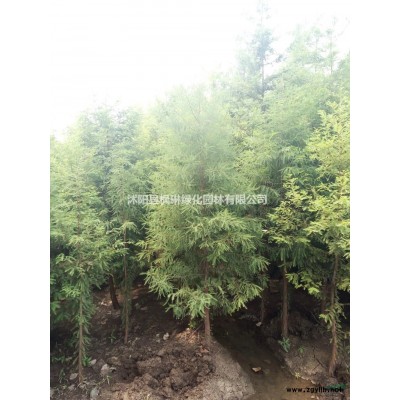欒樹 黃山欒樹基地行情報價北京欒樹 江蘇欒樹基地圖片展示